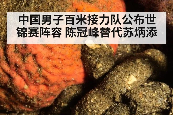 中国男子百米接力队公布世锦赛阵容 陈冠峰替代苏炳添